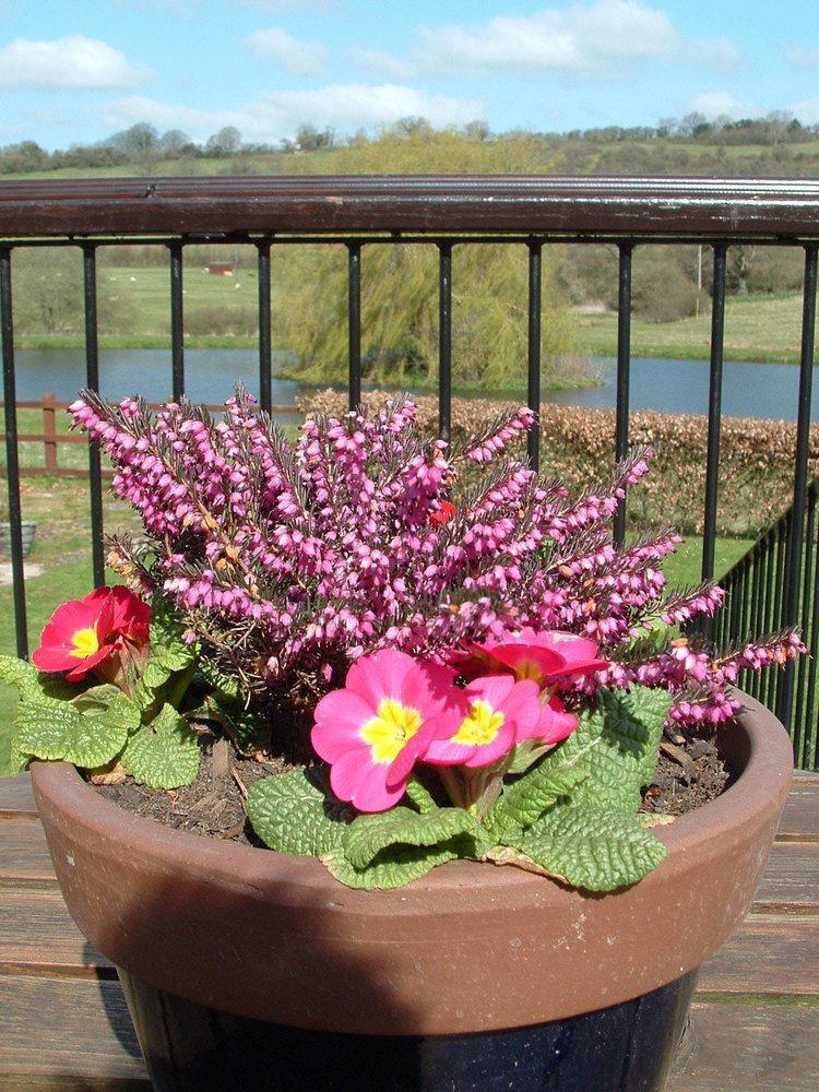 Cameley Lodge - Self Catering Temple Cloud Bagian luar foto